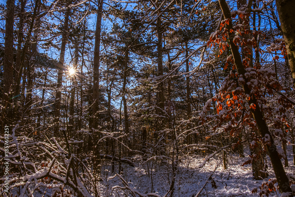 Fototapeta premium sunny day in winter forest