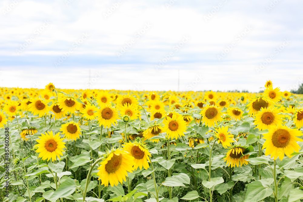 Obraz premium Wide view of blooming sunflower field under cloudy sky