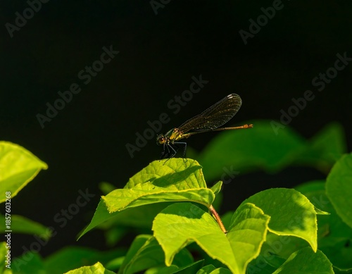 A dragonfly perched on bright green leaves