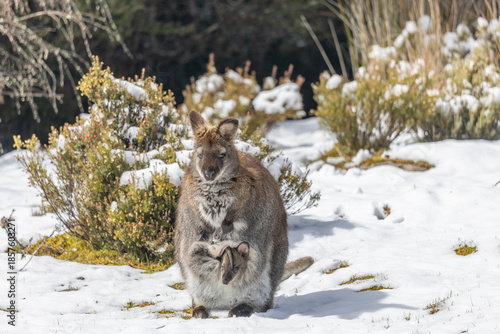 A Wallaby with a baby in its pouch standing in the snow on Cradle  Mountain in Tasmania, Australia