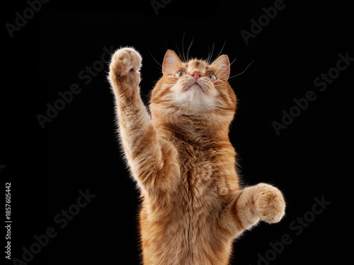 A ginger domestic cat stands on back legs with one paw raised. It appears to be interacting playfully in studio frame. © Anna Averianova