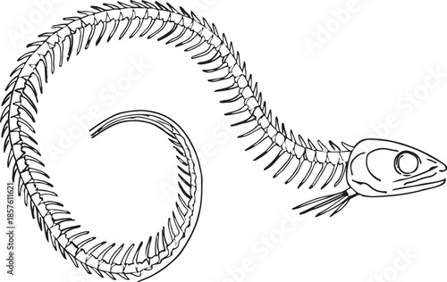 Detailed illustration of a fish skeleton showcasing its internal bone structure