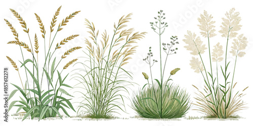Variety of wild grasses and plants in natural setting