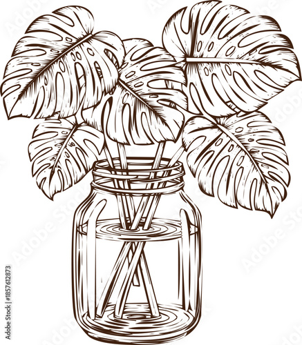 An engraving art style illustration hand drawn monstera deliciosa leaves in a glass jar, hand drawn botanical illustration