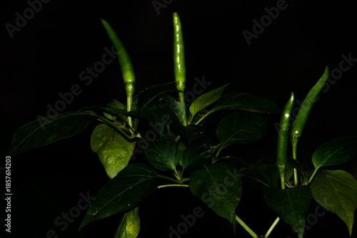 Green Chili pepper Isolated on Black background
