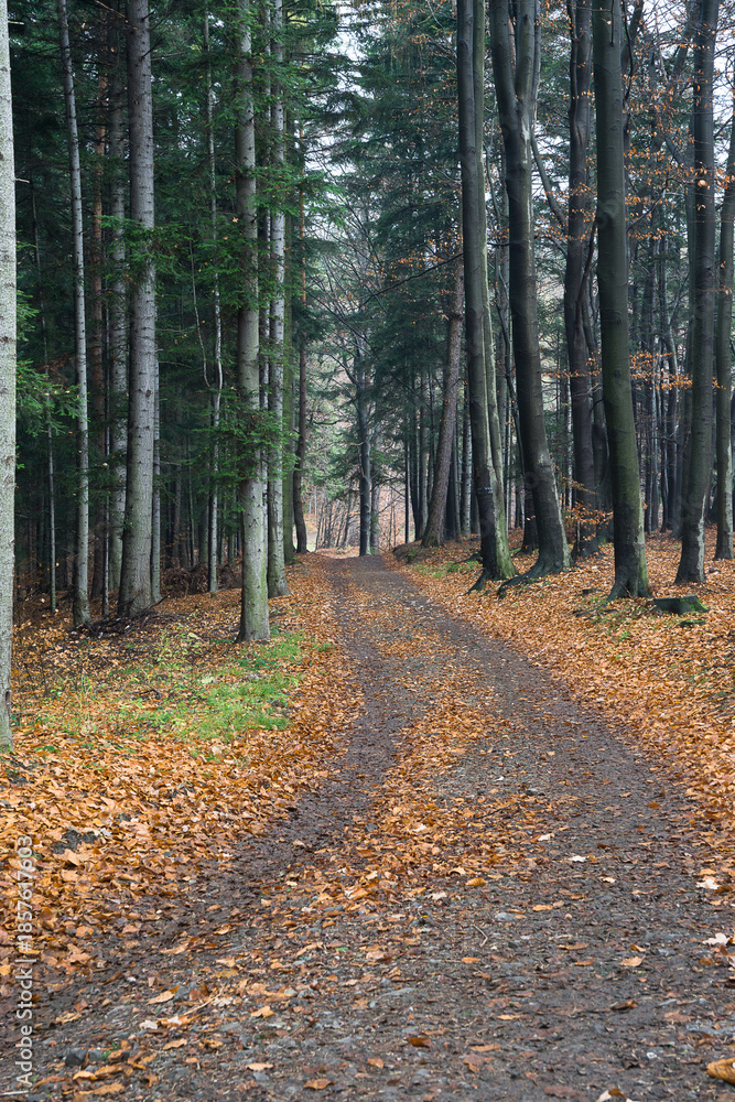 Fototapeta premium Beskid Mały późną jesienią we mgle