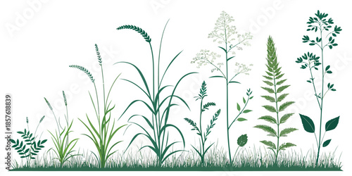 Variety of wild green plants and grasses on white background