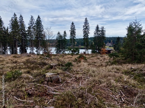 cleared lakeshore exhibiting remnants of trees amidst rough soil and serene water backdrop