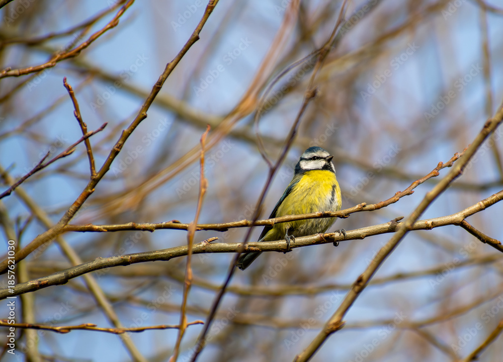 Fototapeta premium An Eurasian Blue Tit perched on a tree branch in Nottingham, UK.