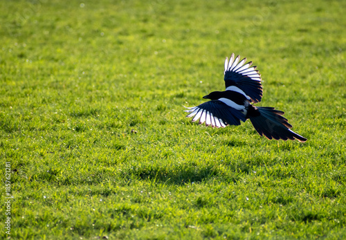 An Eurasian Magpie in flight over a grass field in Nottingham, UK.