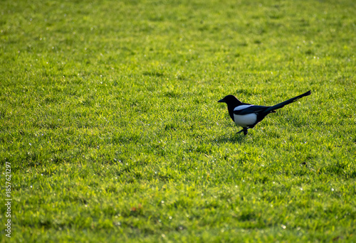 An Eurasian Magpie on the grass  in Nottingham, UK.