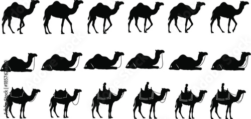 Camel silhouettes in desert scenes showing walking, resting, and riding postures for travel, tourism, culture, and educational vector use.