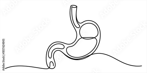 A single continuous line art drawing illustrating the outline of the human stomach organ Vector, illustration