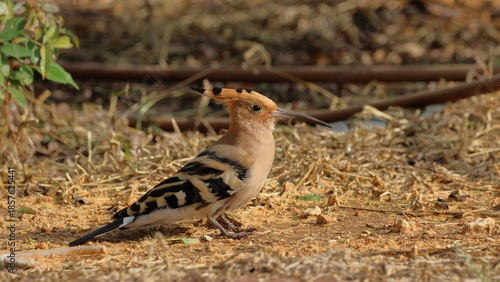 Eurasian Hoopoe (Upupa epops)