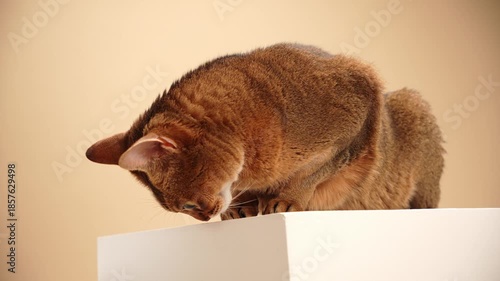 The cat is hunched slightly, ears tilted and gaze sideways. Its tail curves around its paws gently.