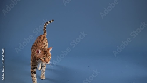 The cat walks away from the lens with upright tail. The floor and backdrop are a uniform blue tone.