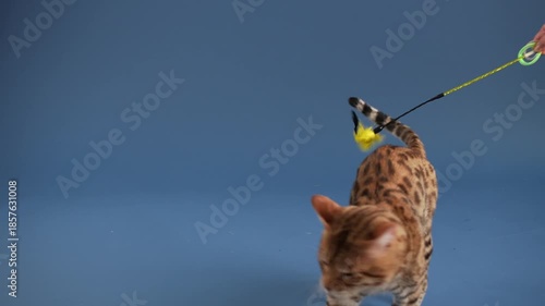 A Bengal lowers its head as it focuses on the ground. Its ears are slightly forward and alert.