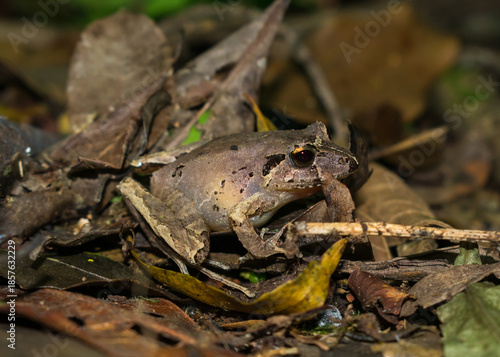 Ischnocnema henselii (Hensel's Big-headed Frog) in Sao Francisco de Paula, South of Brazil