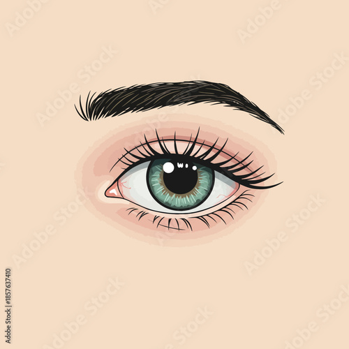 Detailed illustration of a human eye with green iris, long eyelashes, and a dark, well-groomed eyebrow on light skin.