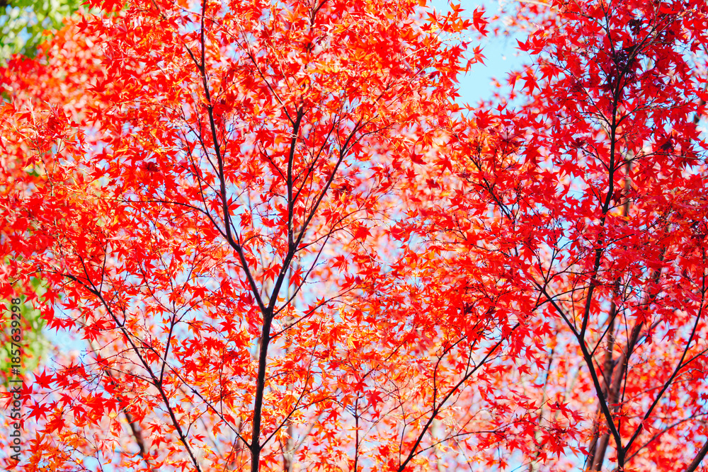 Fototapeta premium 京都の知恩院の風景