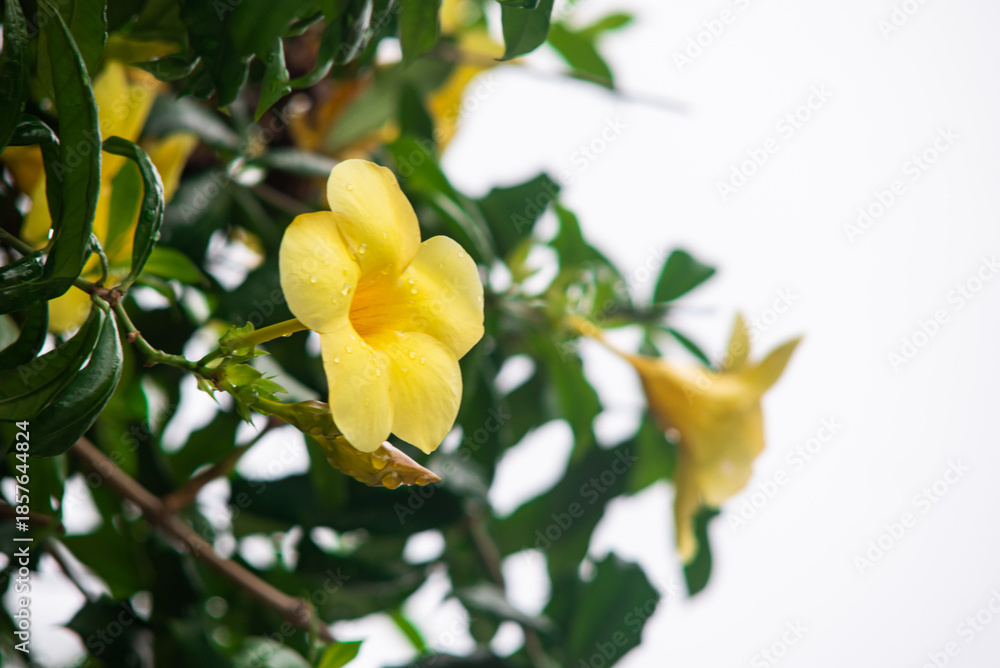 Fototapeta premium Yellow Allamanda Flower with Dew Drops and Soft Tropical Foliage