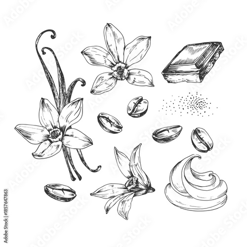 Coffee beans, vanilla and chocolate slice vector illustrations, hand-drawn in ink. Black and white design objects isolated on white background.