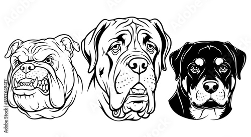 Black and white vector illustration of three distinct dog breeds: aggressive bulldog, powerful Mastiff, and loyal Rottweiler heads, isolated on white.