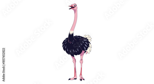 Ostrich standing tall on white background full body shot.