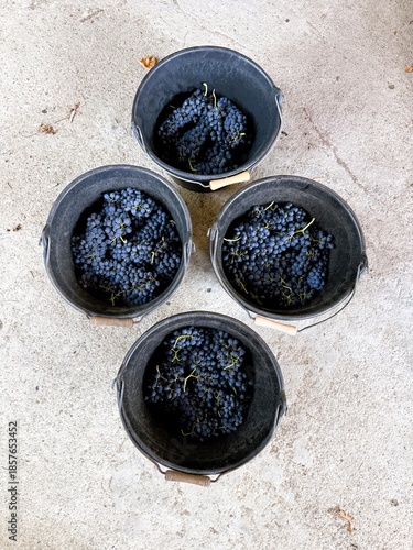 Overhead view of grape harvest for winemaking