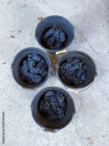 Vineyard harvest buckets filled with ripe grapes