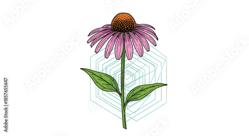 Elegant purple coneflower illustration with an intricate geometric hexagonal background design on a clean white backdrop.