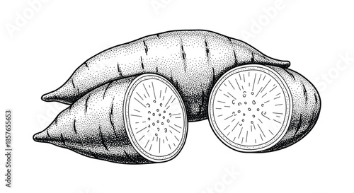 Vintage-style stipple illustration of whole and halved sweet potatoes, showcasing the detailed texture of the root vegetable.