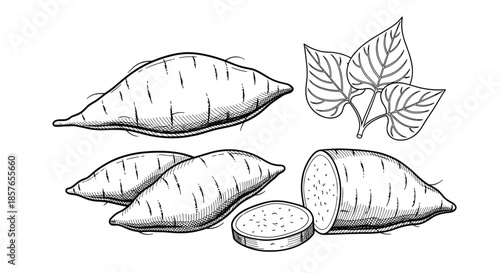 Detailed hand-drawn sketch collection of sweet potatoes, including whole tubers, sliced pieces, and a leafy sweet potato vine.