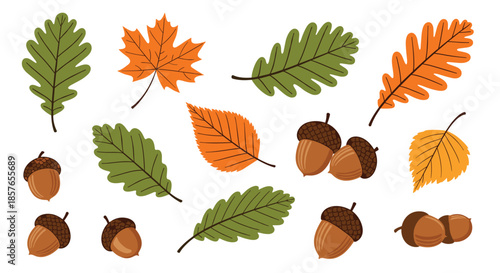 Colorful autumn collection of various fall leaves, including oak and maple, and acorns, illustrated in a charming flat style.