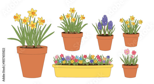 Charming collection of potted spring flowers, featuring daffodils and hyacinths in terracotta pots and a colorful window box.