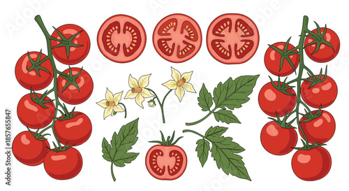 Detailed collection of cherry tomato illustrations, showing tomatoes on the vine, slices, flowers, and leaves in a rustic style.