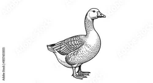 Highly detailed, realistic illustration of a standing goose, rendered in a classic black and white vintage engraving style.