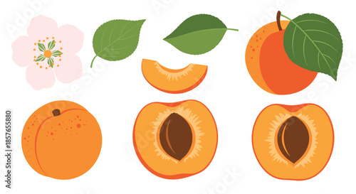 Charming collection of apricot fruit illustrations in a flat, textured style, featuring whole fruits, slices, a flower and leaves.