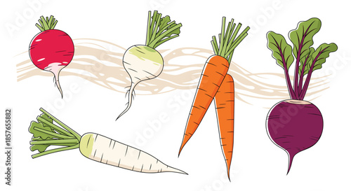 Colorful collection of various root vegetables, including carrots, beets, and radishes, drawn in a fresh, outlined style.