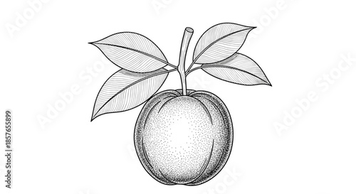 Exquisite black and white stipple illustration of a whole mangosteen fruit attached to a leafy branch in a vintage style.