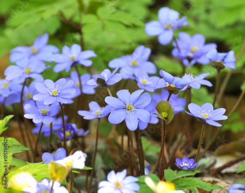Photos In spring, the Hepatica nobilis blooms in nature.