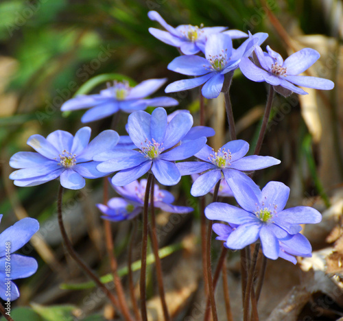 Foto In spring, the Hepatica nobilis blooms in nature.