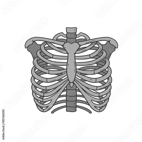 Anatomical illustration of the human rib cage, sternum, and clavicles, depicting the skeletal structure of the upper torso.