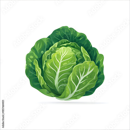 Fresh green cabbage vegetable isolated on a white background