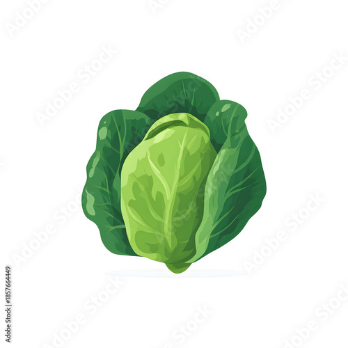 Fresh green cabbage isolated on a white background