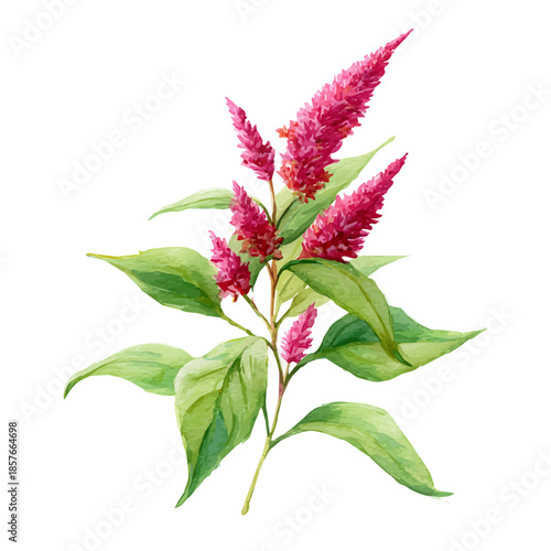 Amaranth Flower, watercolor illustration vector, isolated on a white background.