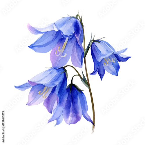 Bluebell, watercolor drawing vector, isolated on a white background.