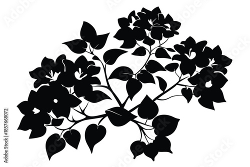 bougainvillea silhouette line art vector illustration