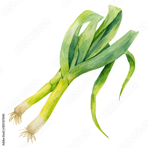 Leek, watercolor drawing vector, isolated on a white background.