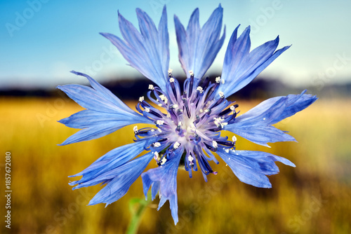 A small blue flower in a meadow against the sky during spring